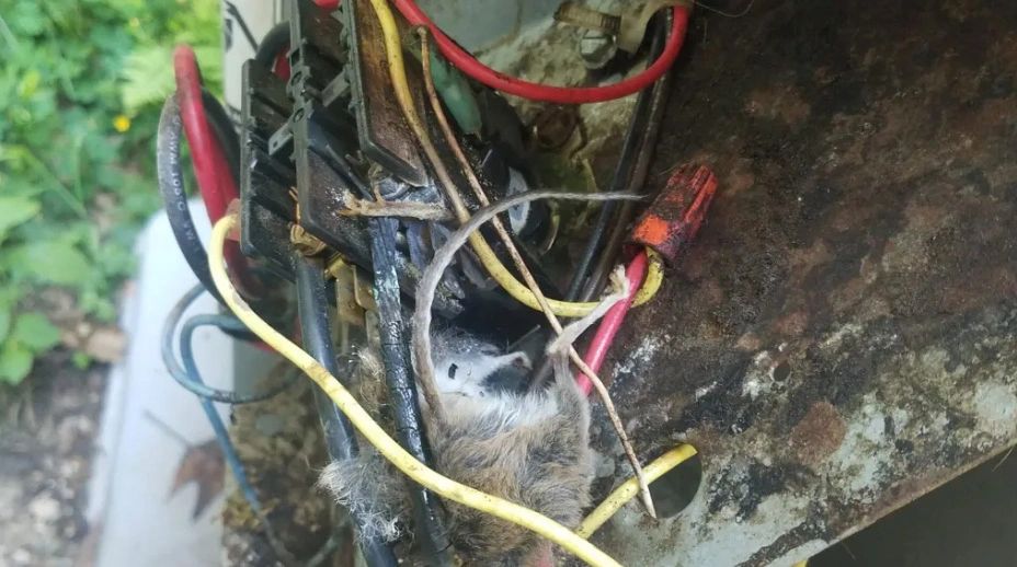 Condenser Failure attributed to Vermin